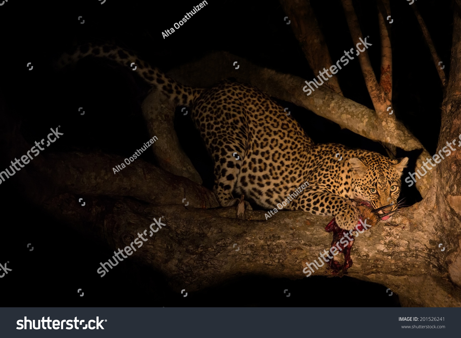 Hungry Leopard Eat A Dead Prey In Tree At Night Stock Photo 201526241 ...
