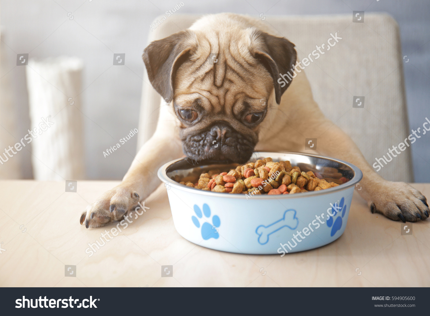 pug food bowl