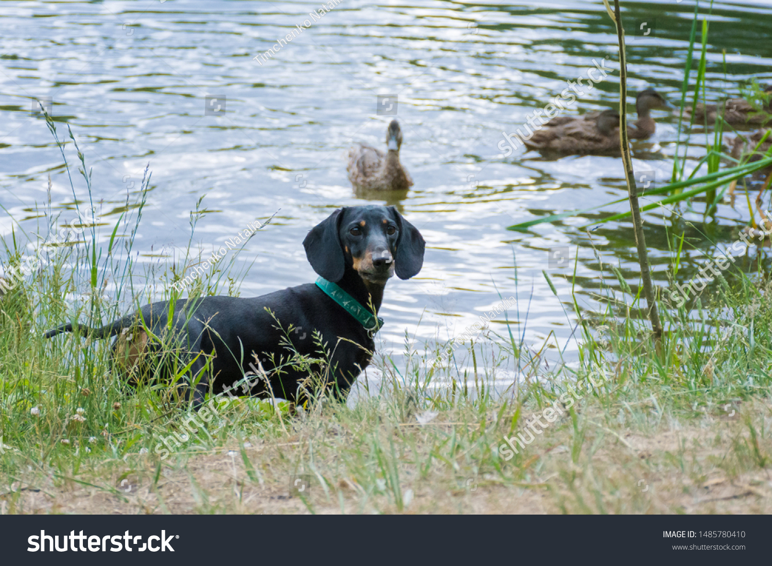 dachshund duck hunting