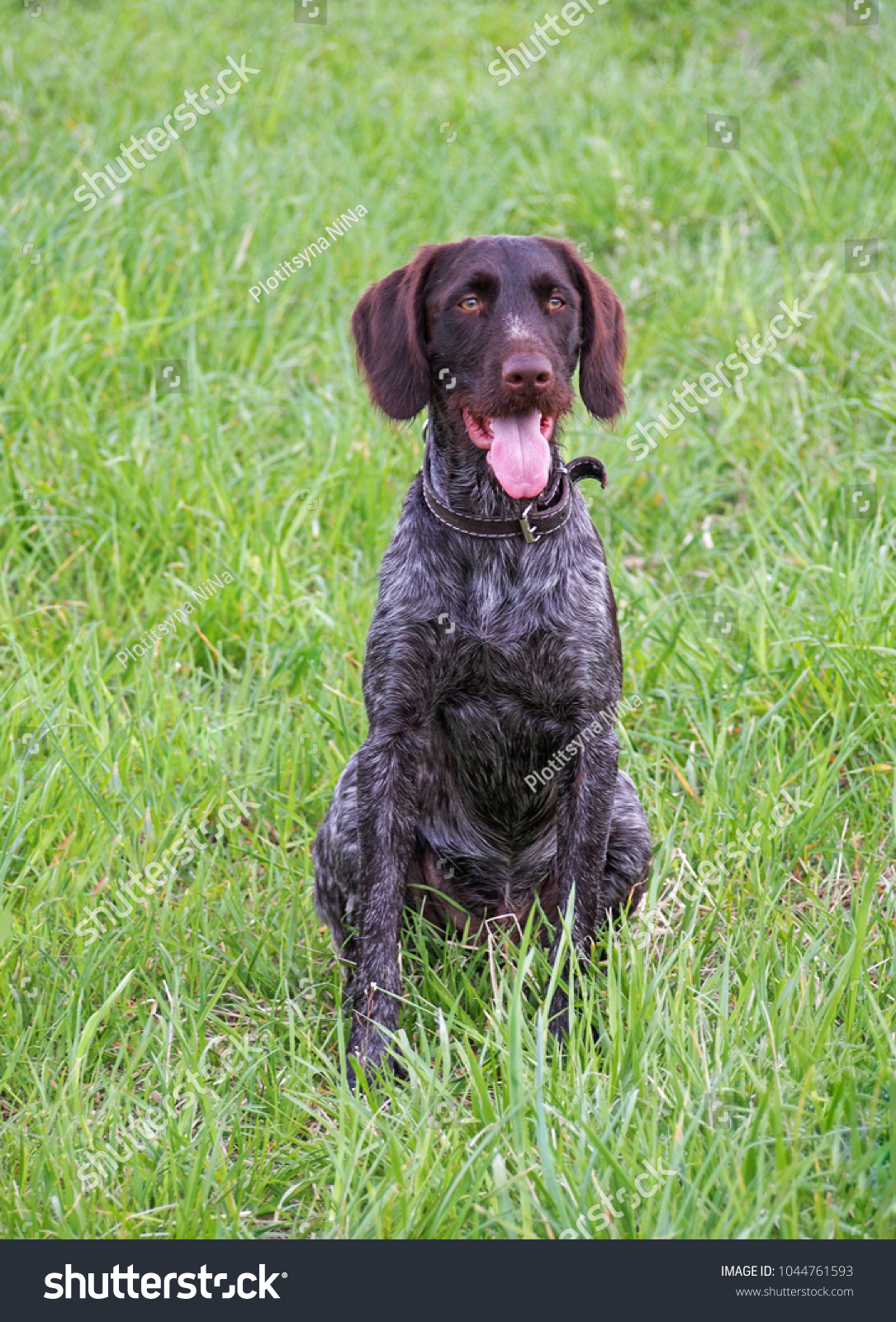 Hunting Dog Breed German Wirehaired Pointer Stock Photo Edit Now 1044761593