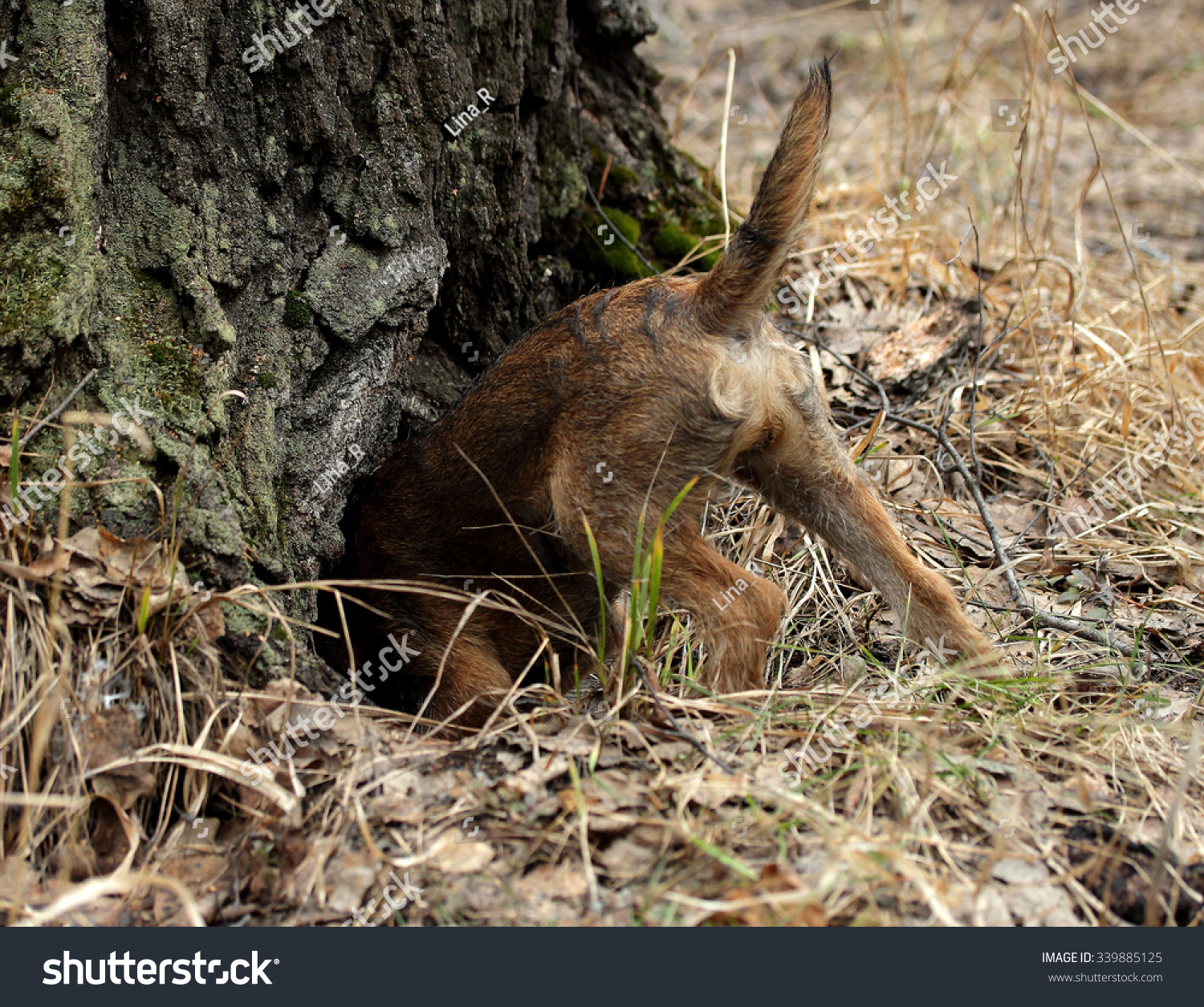 border terrier fox hunting