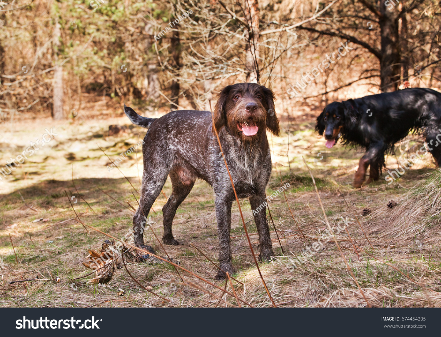 Hunting Dogs Drathaar Gordon Setter Spring Stock Photo Edit Now