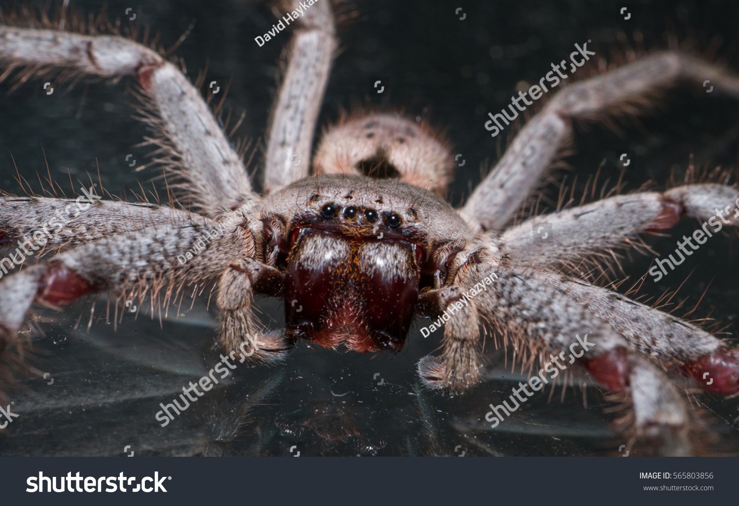 Huntsman One Largest Spiders Australia World Foto Stok 565803856