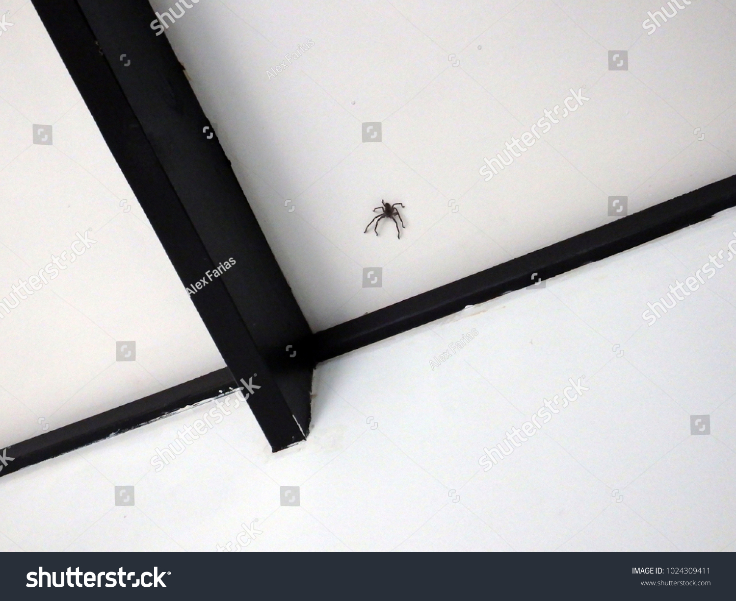 Huntsman Spider Jumping On Ceiling House Stock Photo Edit