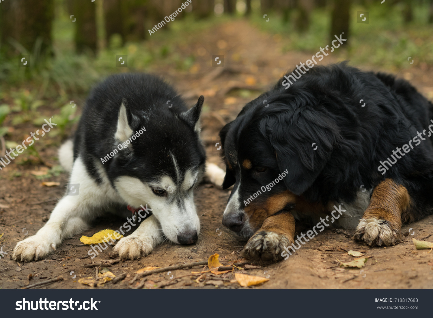 husky bernese mountain dog