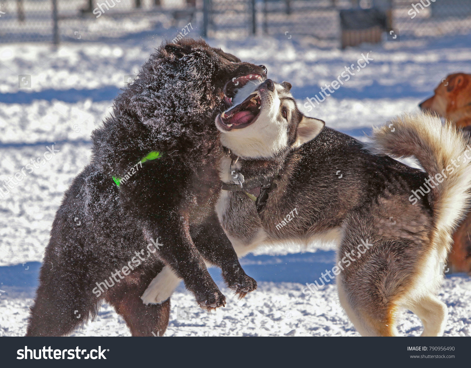 chow chow fighting