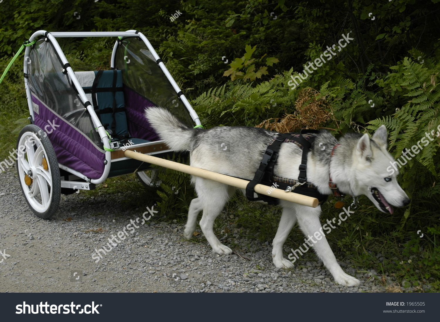 husky pulling cart