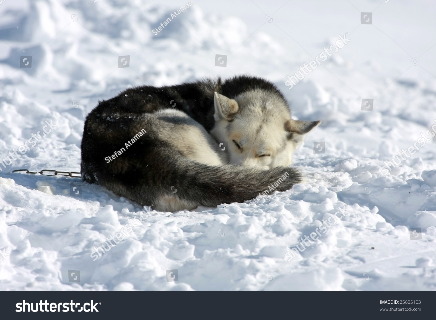 how do huskies sleep