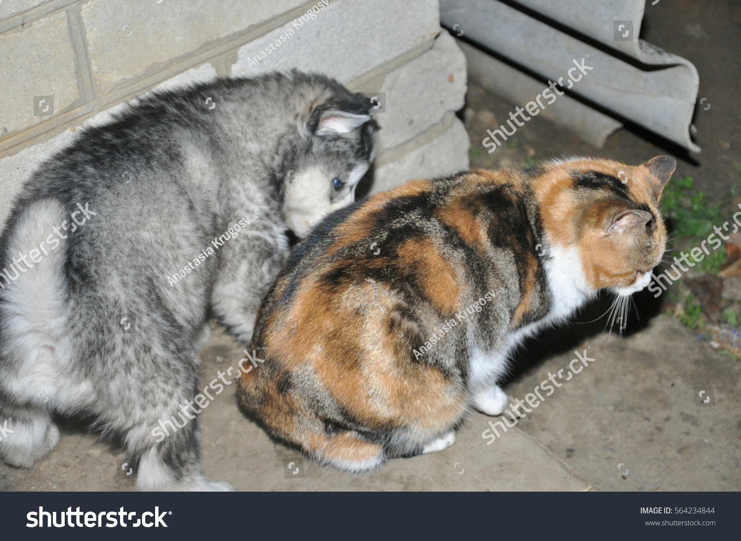 Husky Puppy Siberian Dog Pet Funny Stock Photo Edit Now 564234844