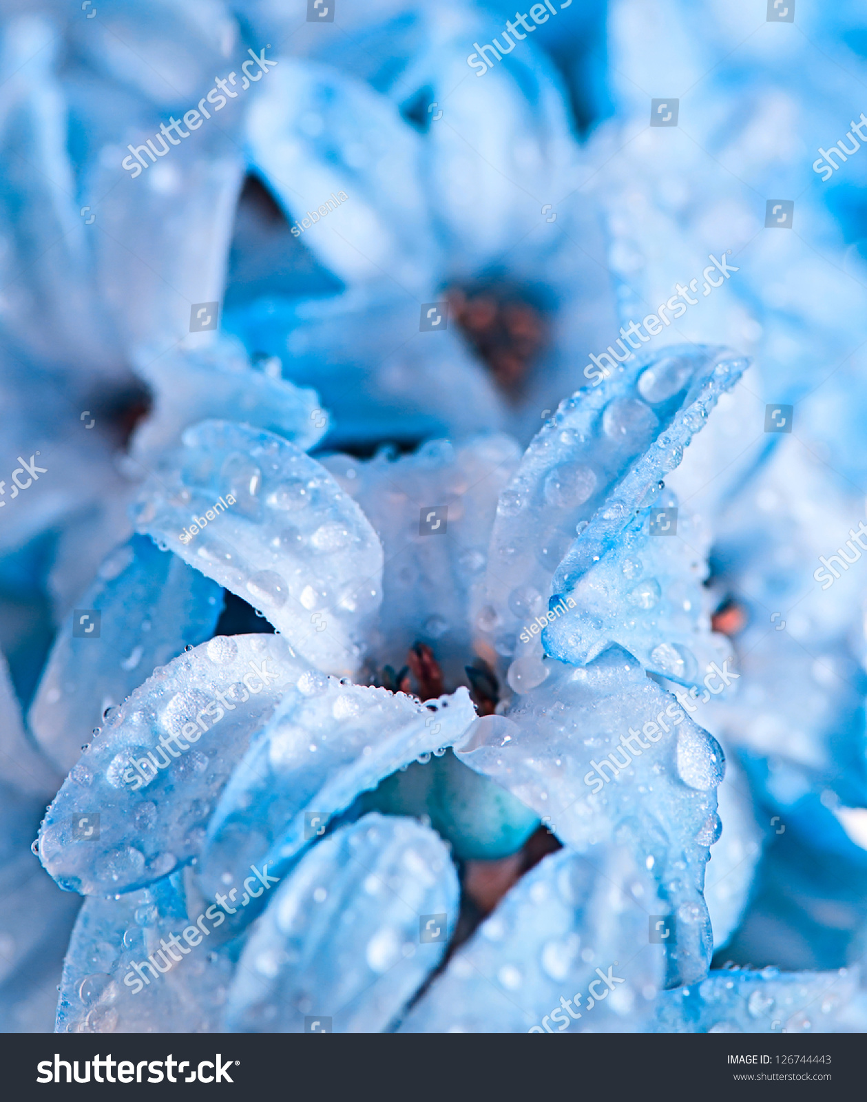 Hyacinth Blue Flowers Water Drops Wallpaper Stock Photo Edit Now