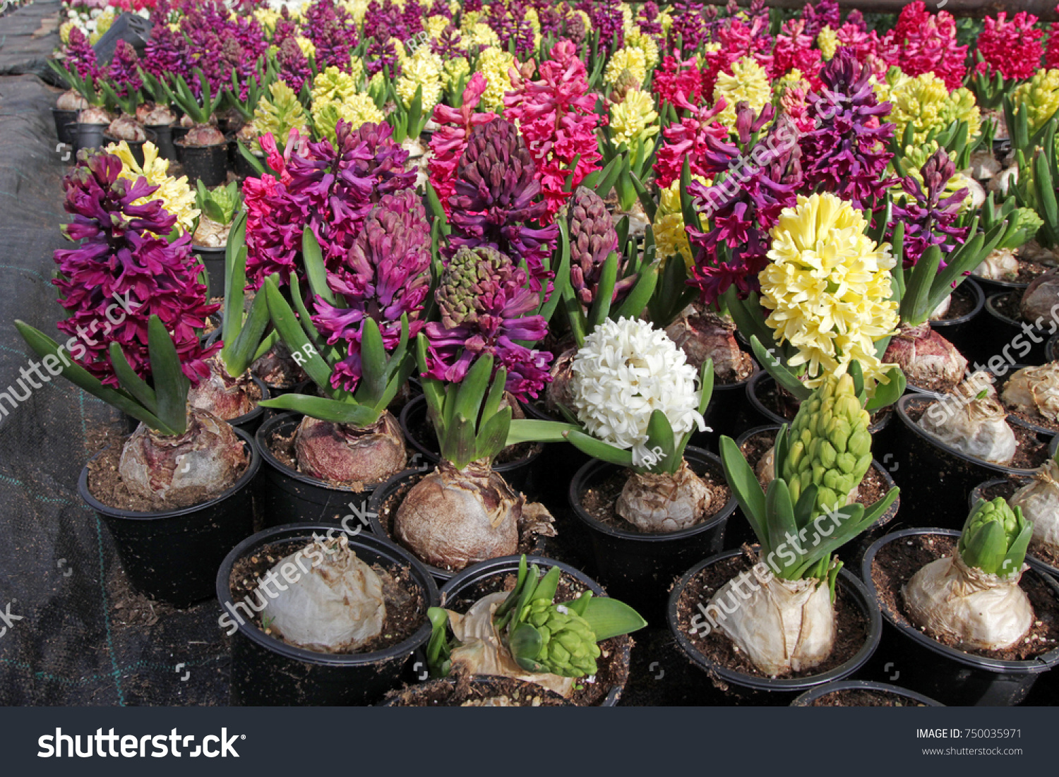 Hyacinths bulbs Images, Stock Photos & Vectors   Shutterstock
