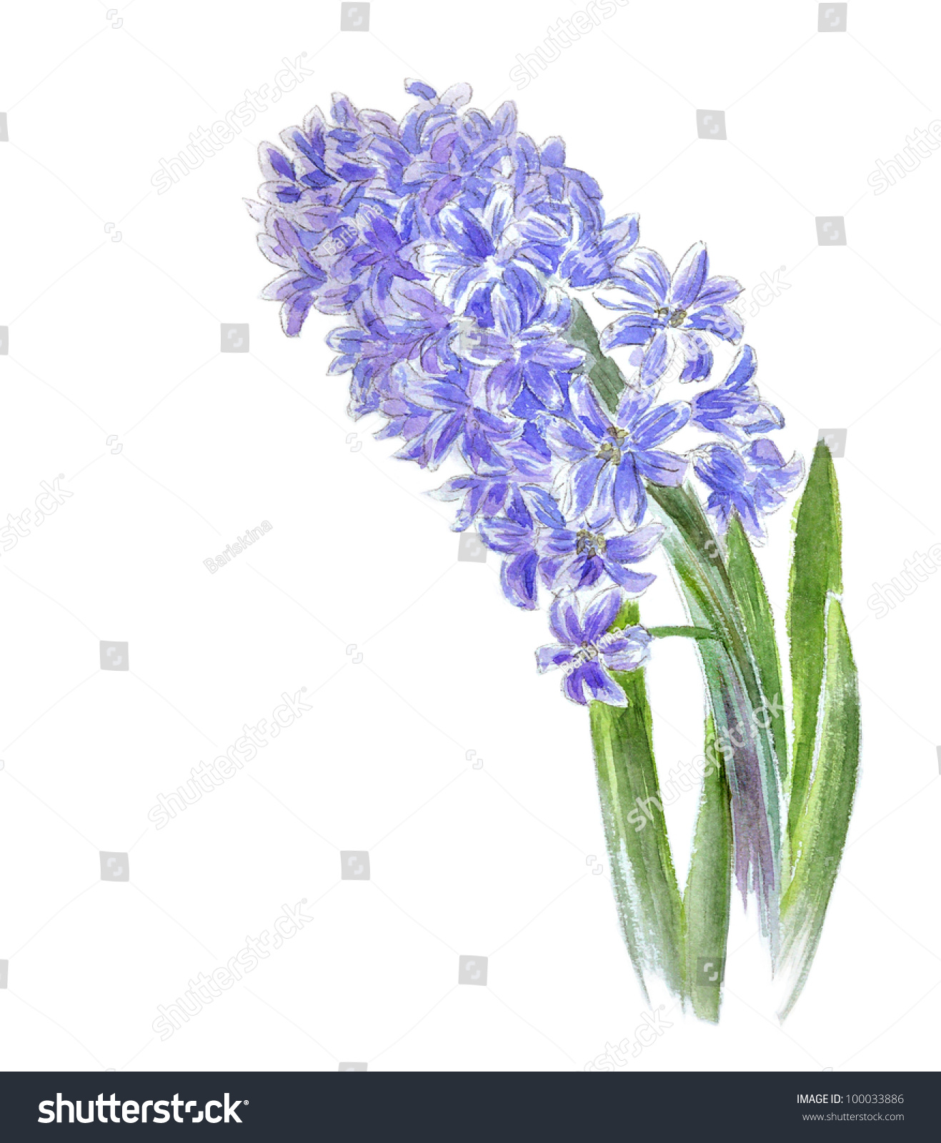 Hyacinth Flower Drawing Watercolor Stock Illustration 100033886
