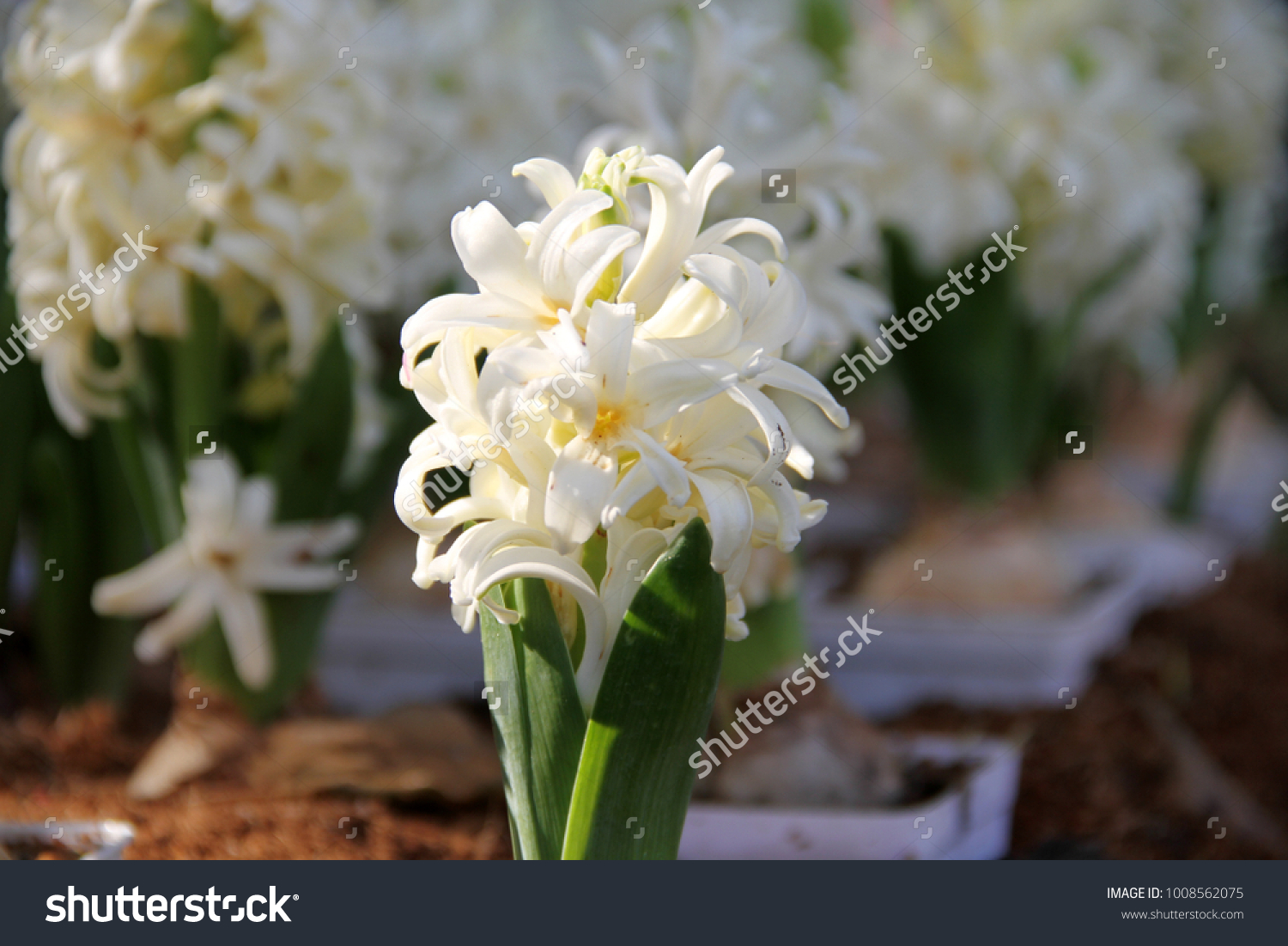 TÌNH YÊU CÂY CỎ ĐV 5 - Page 68 Stock-photo-hyacinth-hyacinthus-litwinowii-hyacinthus-orientalis-hyacinthus-transcaspicus-asparagaceae-1008562075