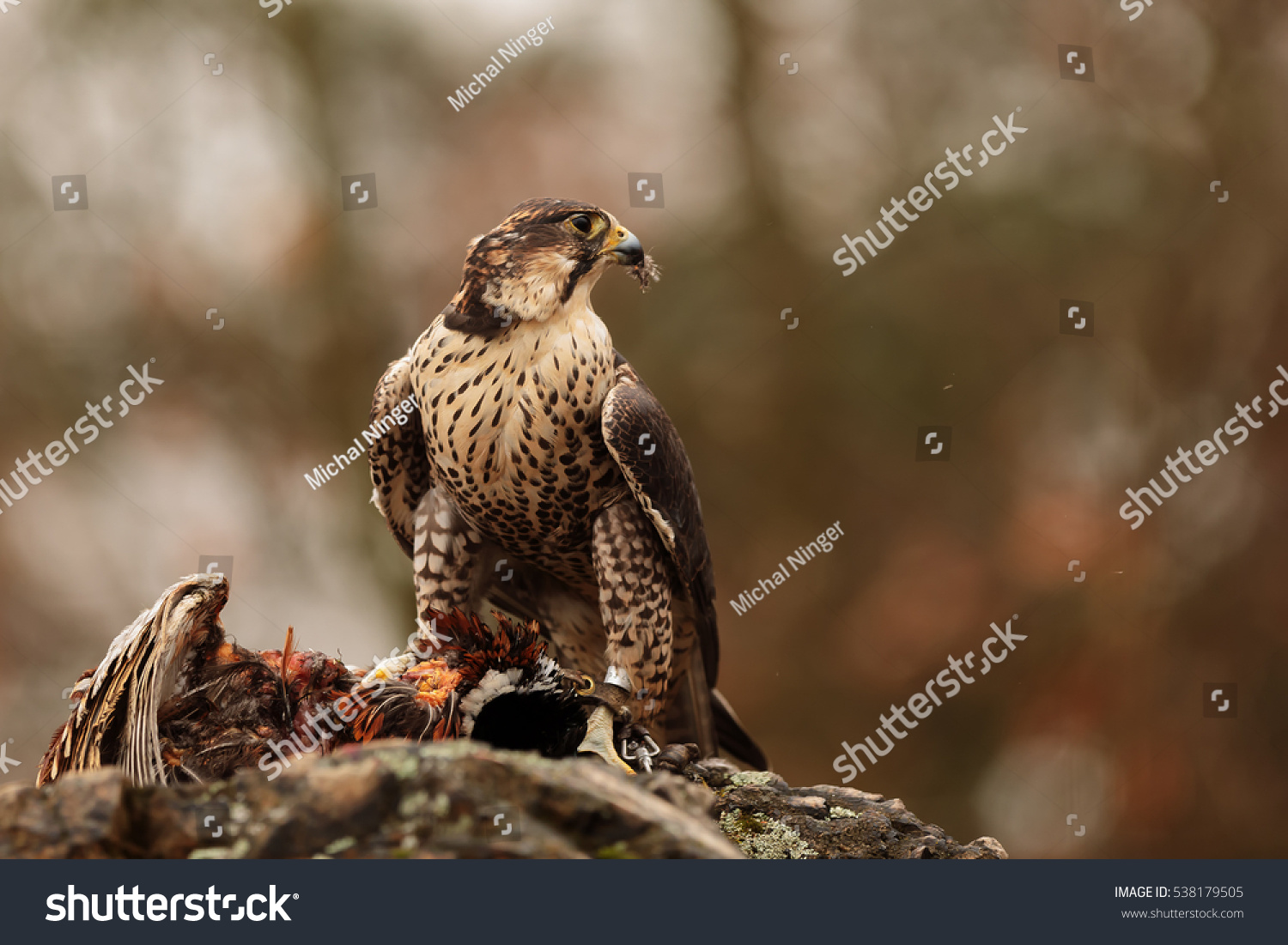 Hybrid Saker Falcon And Peregrine Falcon With Prey Stock Photo