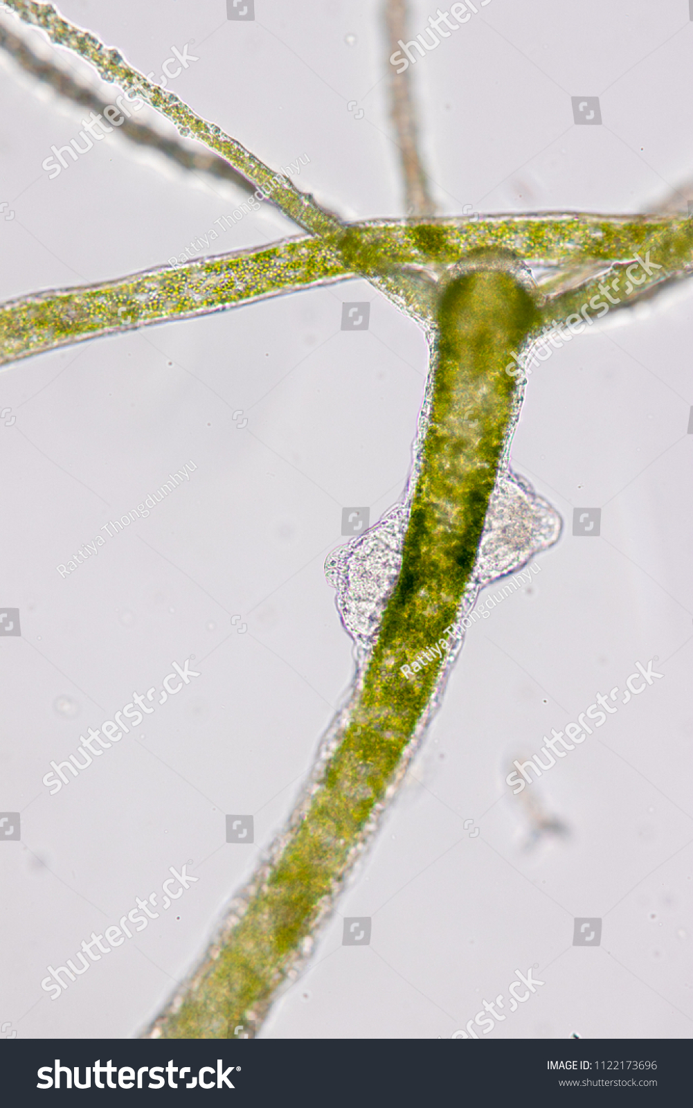 Hydra Genus Small Freshwater Animals Phylum Stock Photo 1122173696 ...