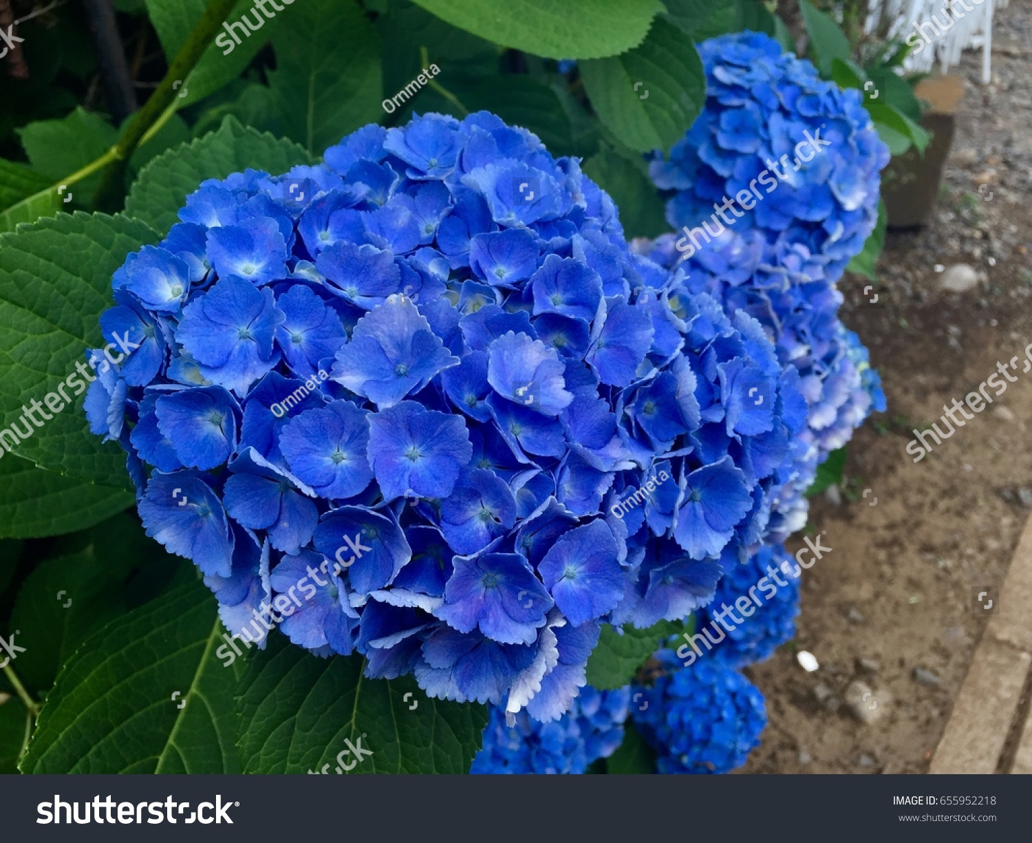 Hydrangea Flower Japan Ajisai Flower Blue Stock Photo Edit Now