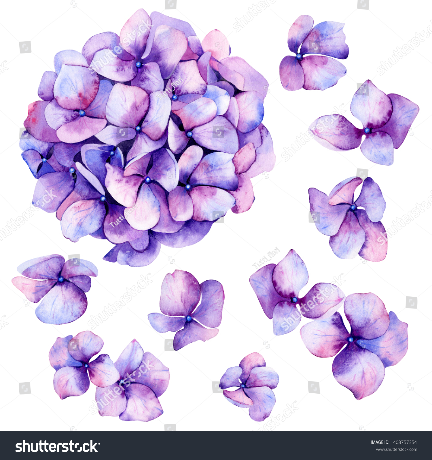 5,676 Purple hydrangea watercolor Images, Stock Photos & Vectors ...