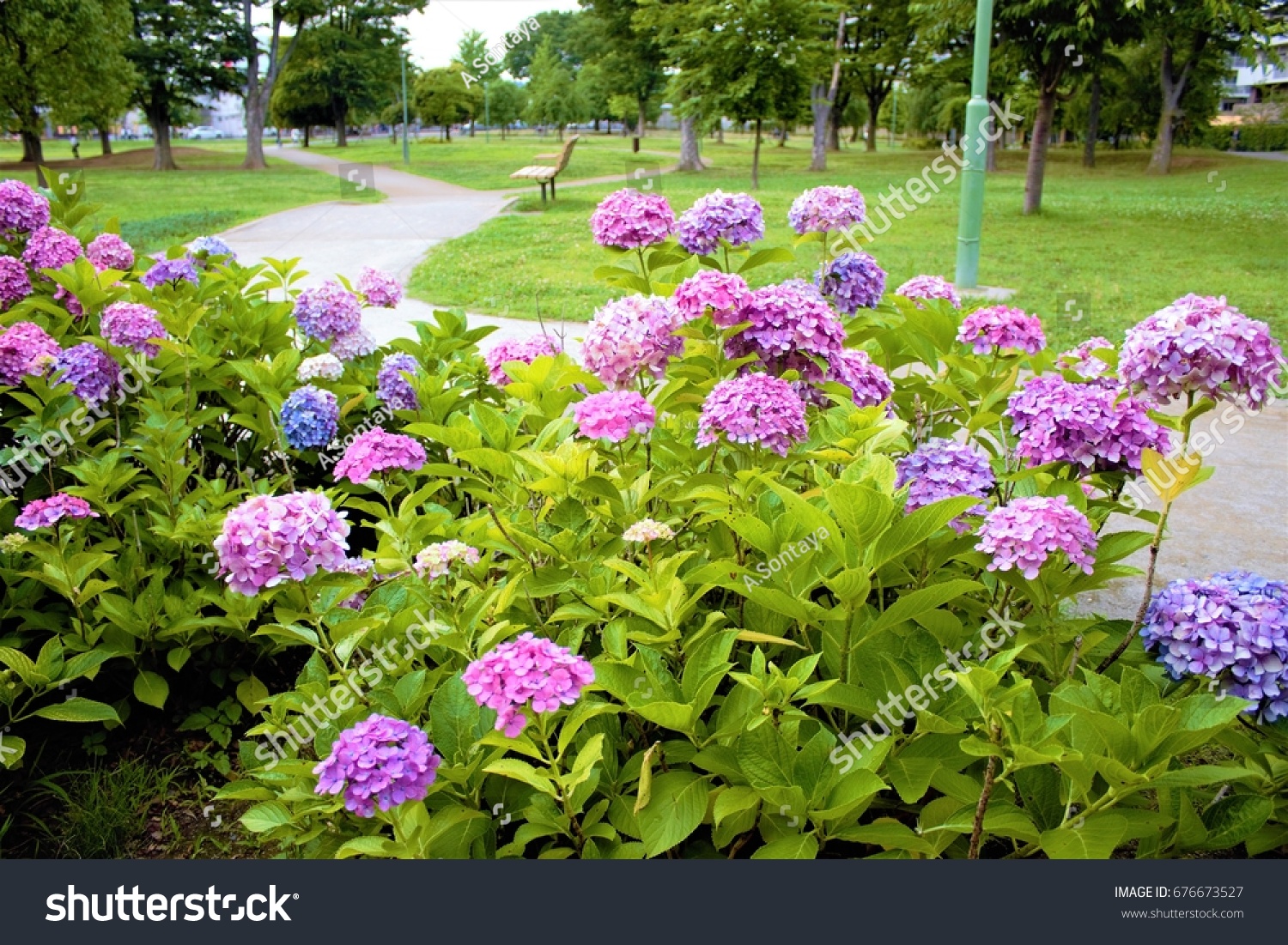 Hydrangea Ajisai Japan Park Stock Photo Edit Now