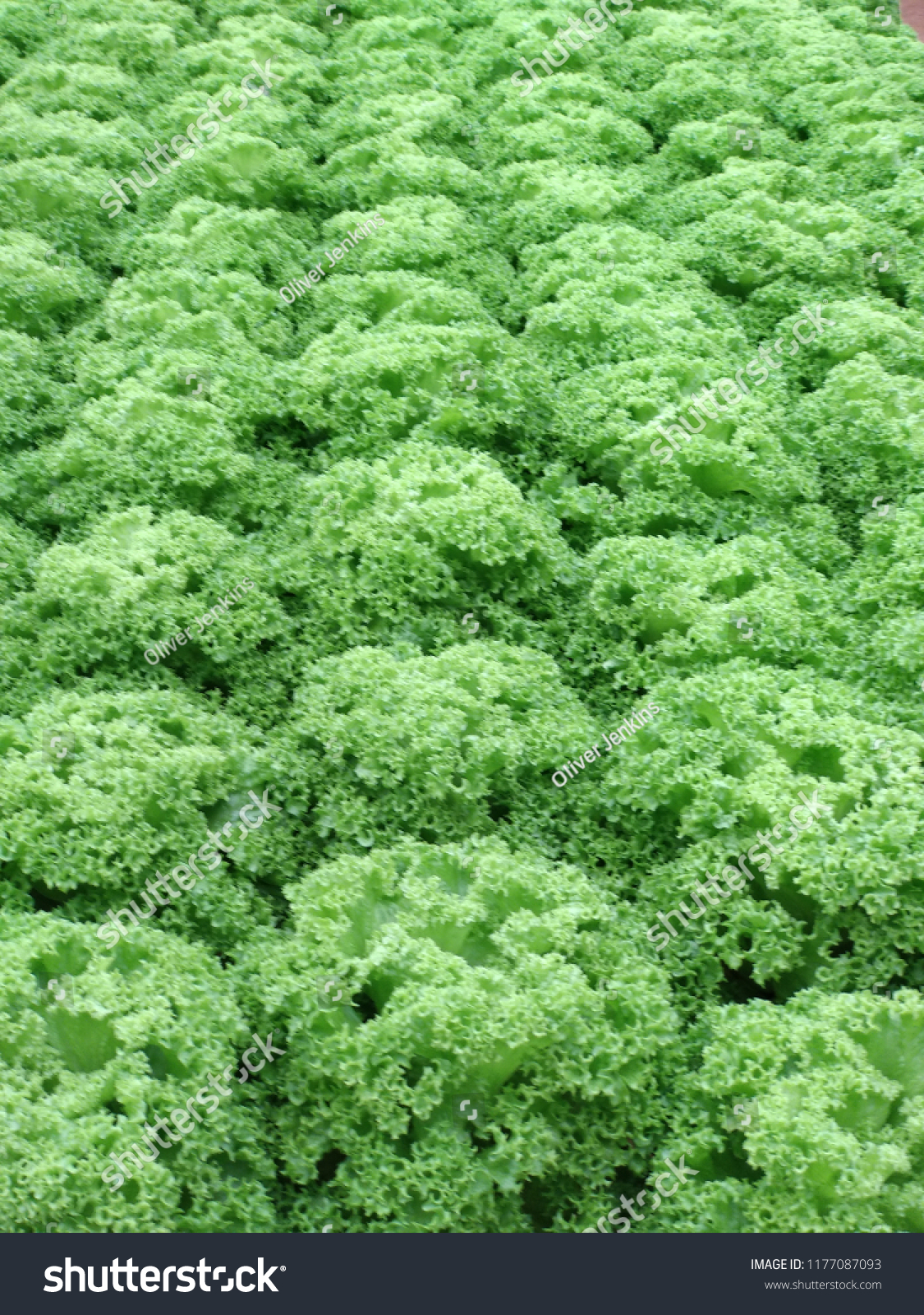 Hydroponic Cabbage Patch Stock Photo Edit Now 1177087093