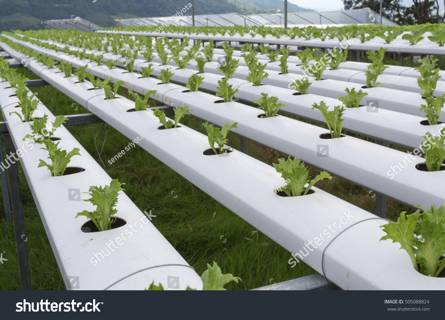 Hydroponics Method Growing Plants Using Mineral Stock Photo Edit Now   Stock Photo Hydroponics Method Of Growing Plants Using Mineral Nutrient Solutions In Water Lattuce Salad 505088824 