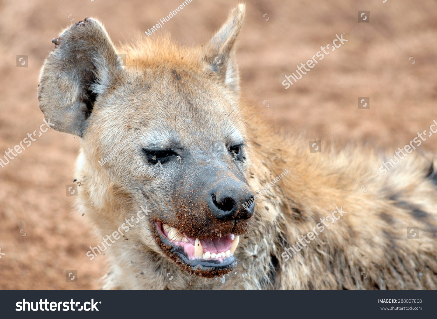 Hyena Powerful Jaws Stock Photo 288007868 - Shutterstock