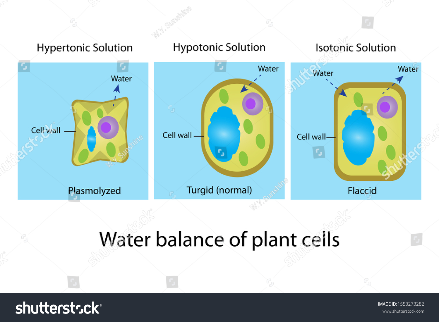 Hypertonic Hypotonic Isotonic Solution Condition Plant Stock