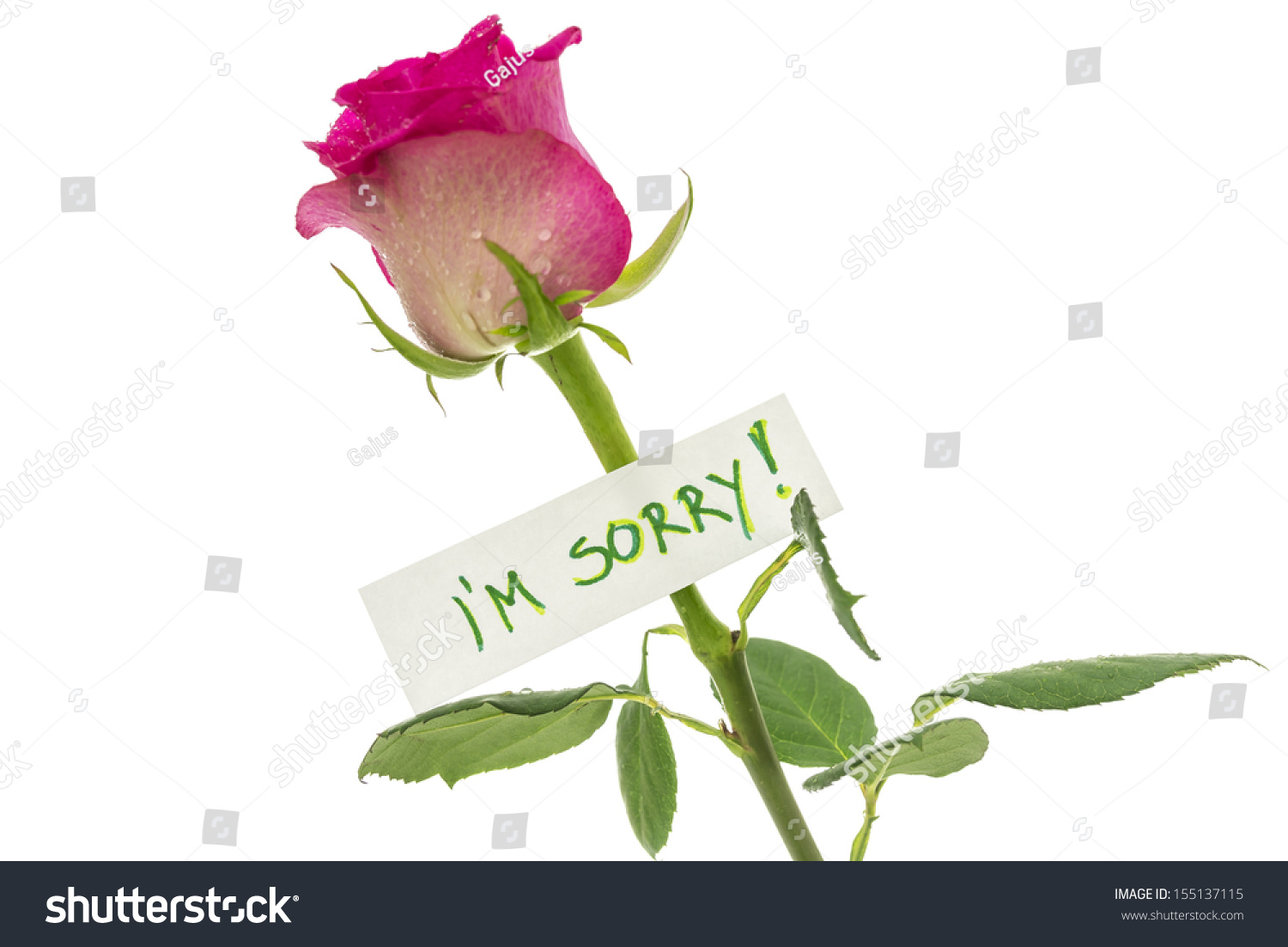 I Am Sorry Card On Beautiful Pink Rose. Isolated Over White Background ...