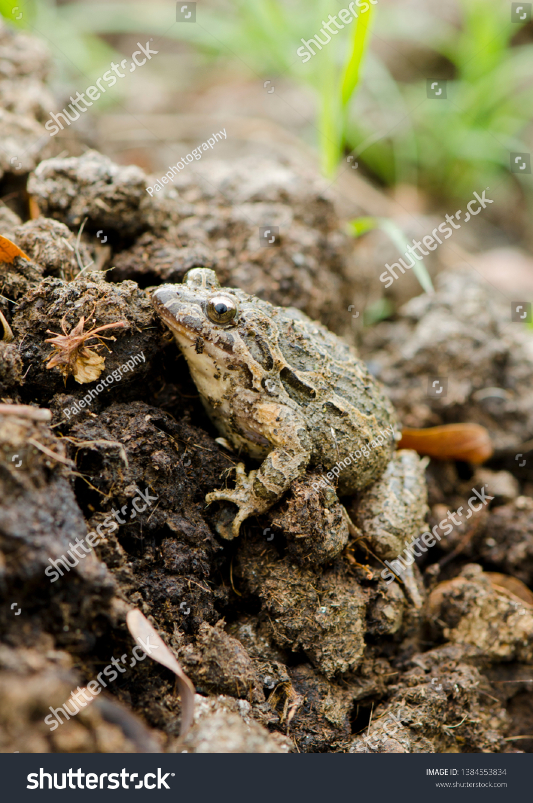 1 Discoglossus Hispanicus Images, Stock Photos & Vectors 