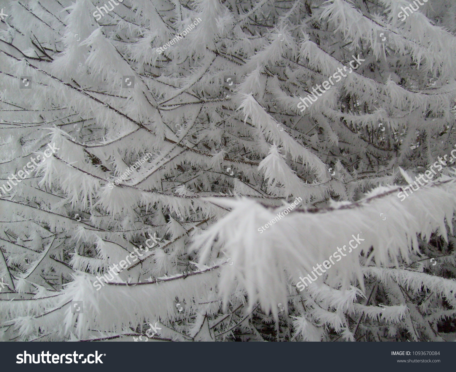 Ice Crystals On Trees Stock Photo Edit Now