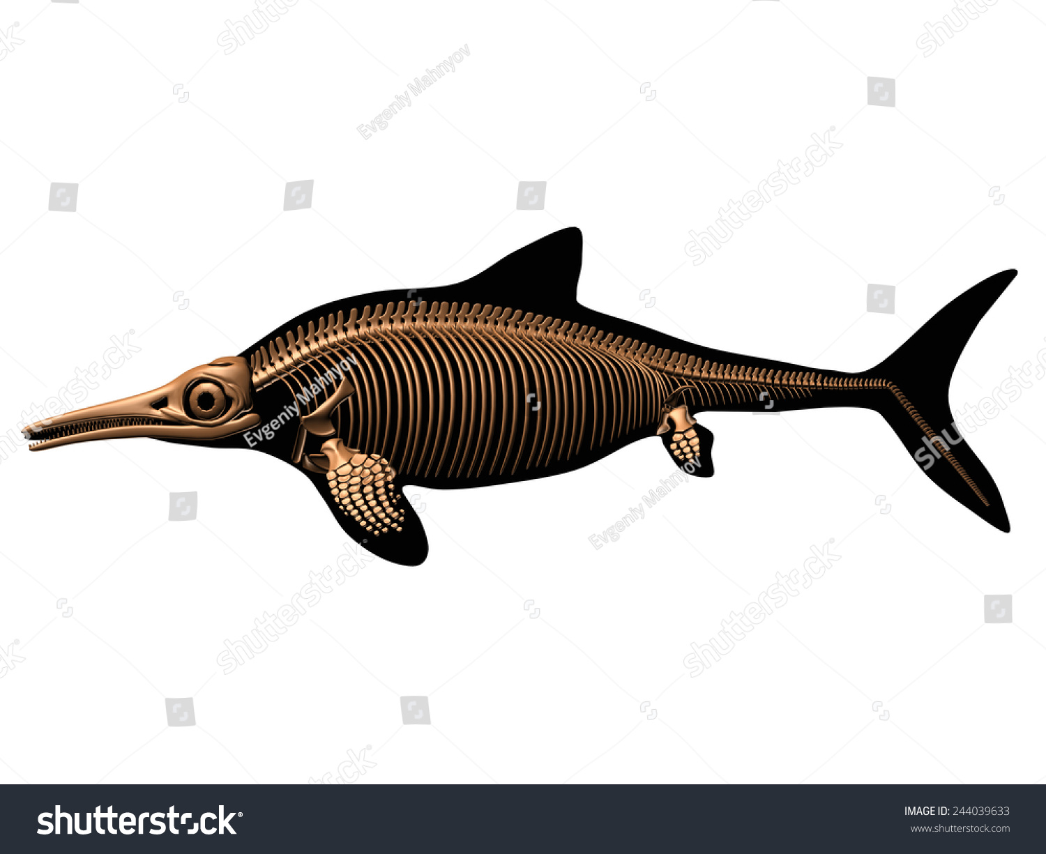 Ichthyosaurus Skeleton Stock Illustration 244039633