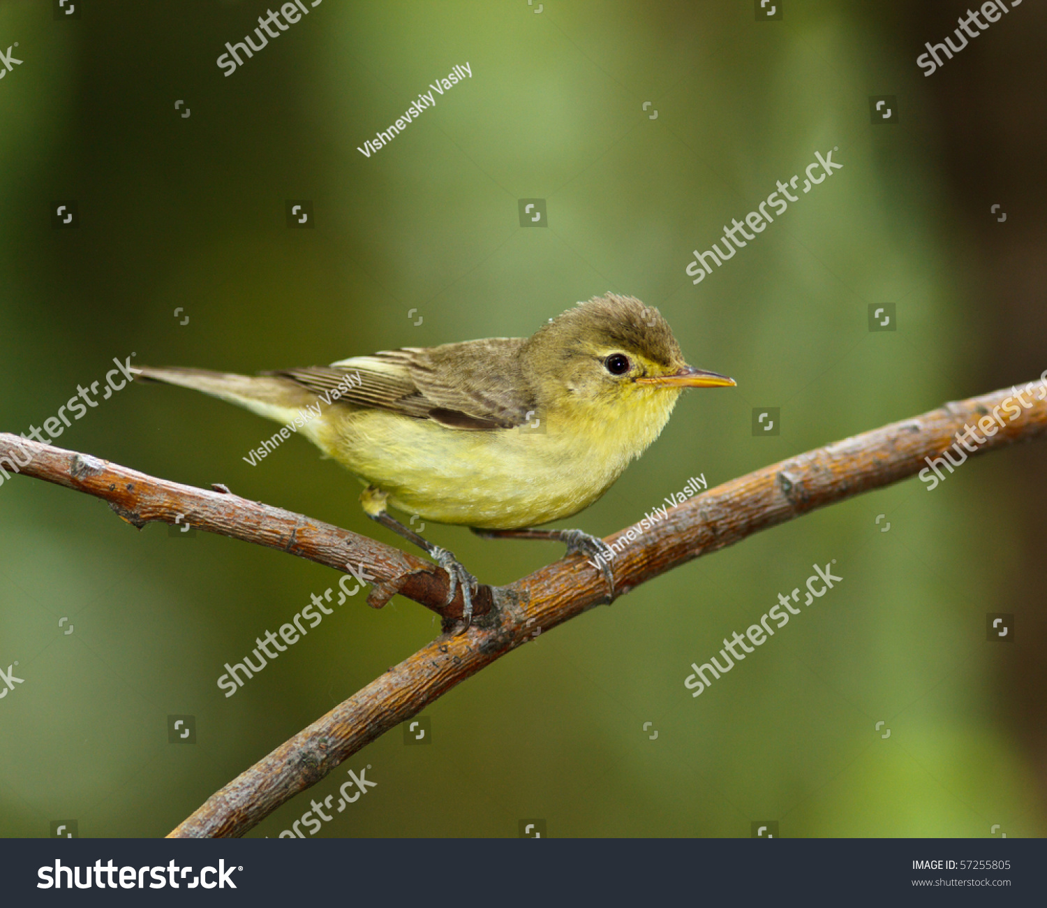 Passeriforme Stock-photo-icterine-warbler-hippolais-icterina-in-the-wild-nature-on-a-green-background-57255805