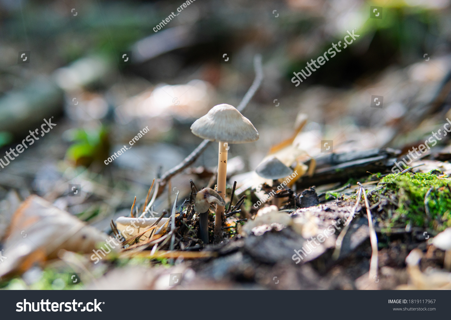 Identification Medicinal Mushrooms Fungotherapy Our Days Stock Photo Edit Now 1819117967