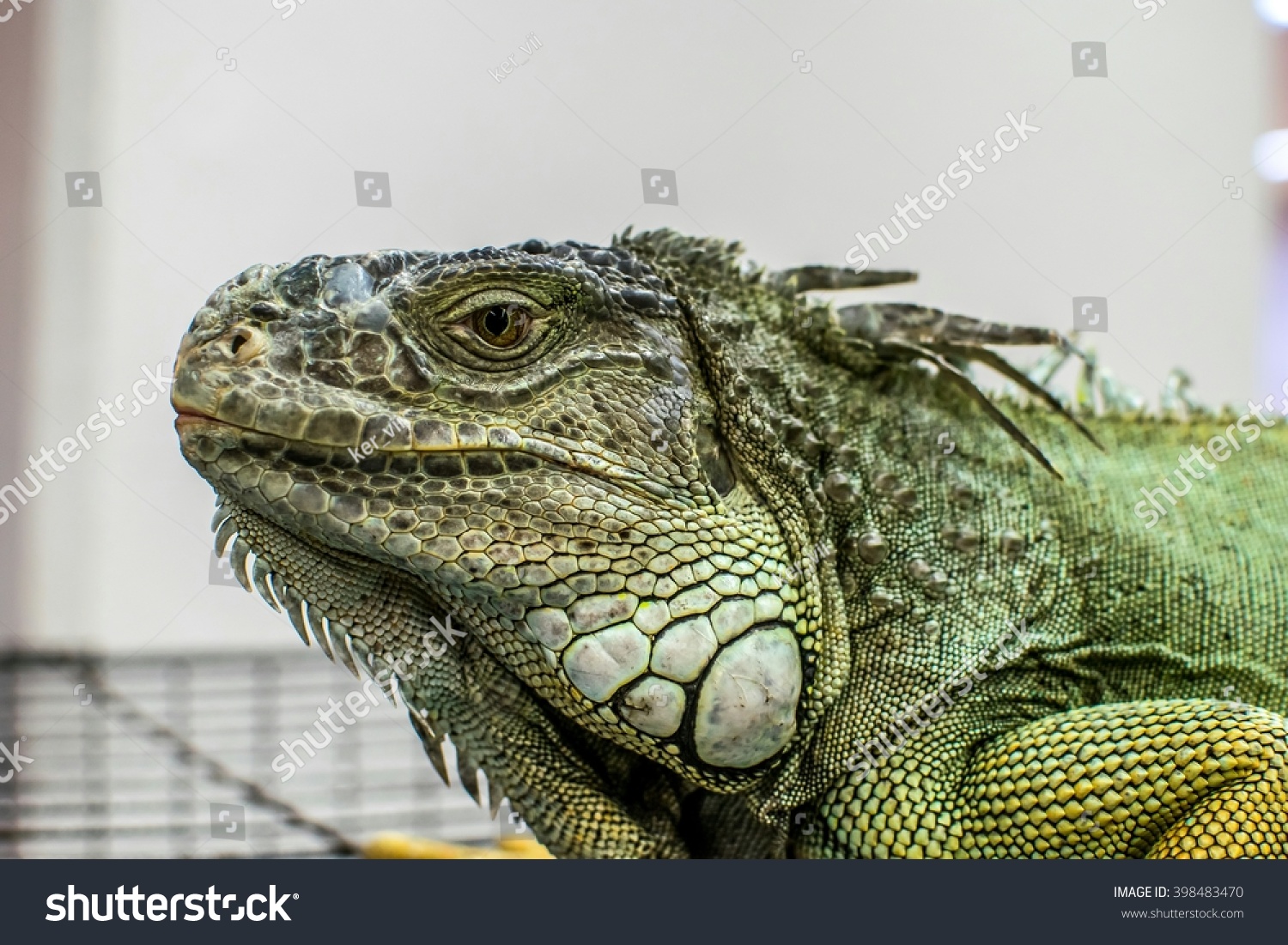 Iguana Face Stock Photo 398483470 - Shutterstock