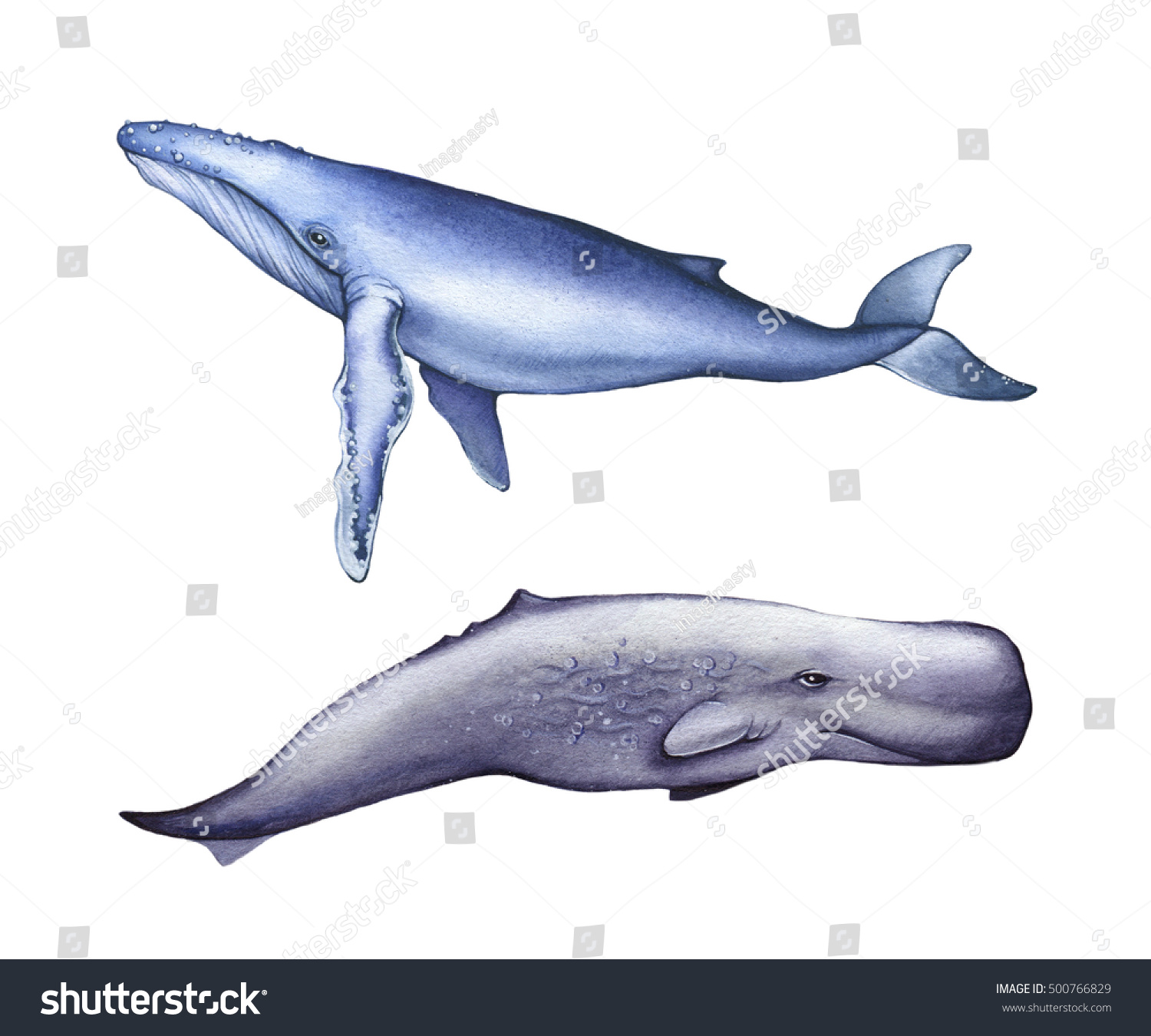 ブルークジラのイラスト マッコウクジラ 水彩画 白い背景に分離型 のイラスト素材