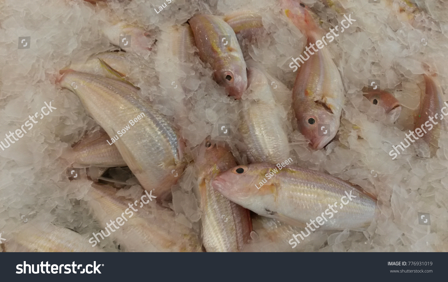 Ikan Kerisi Available Most Hypermarkets Malaysia Stock Photo Edit Now 776931019