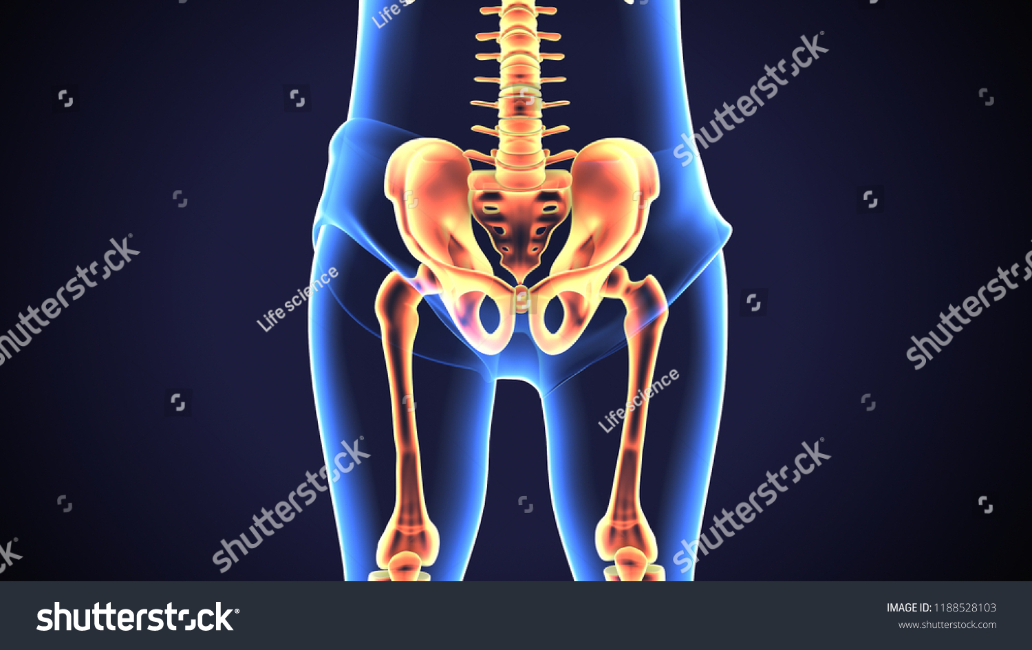 Hip Bone Skeleton