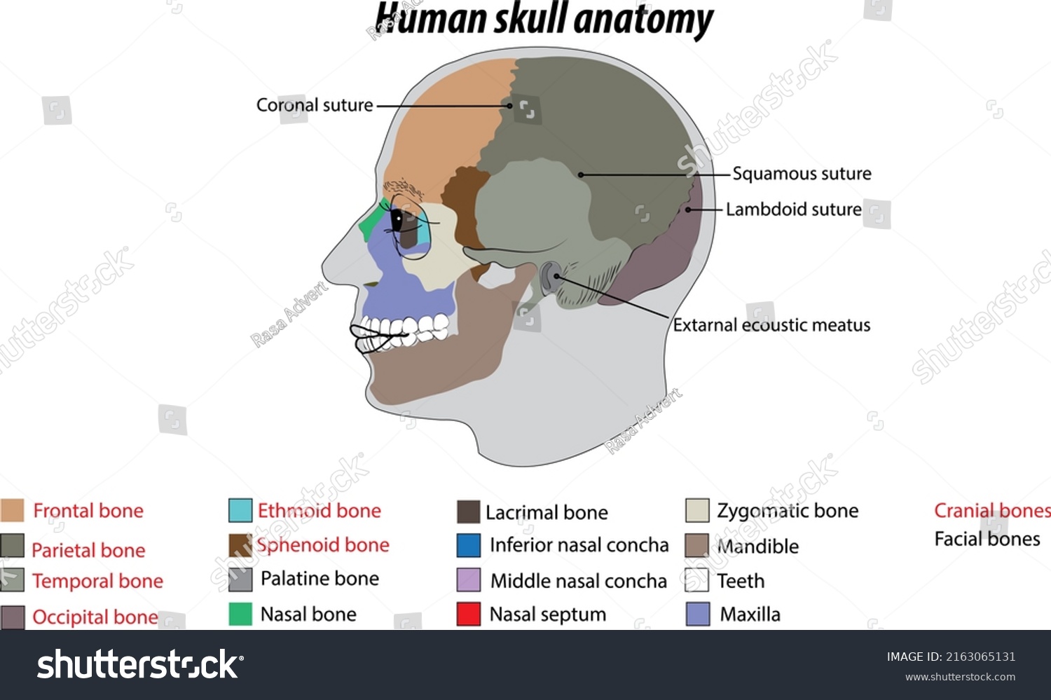 Illustration Drawing Human Skull Labeled Vector Stock Illustration 2163065131 Shutterstock 4765