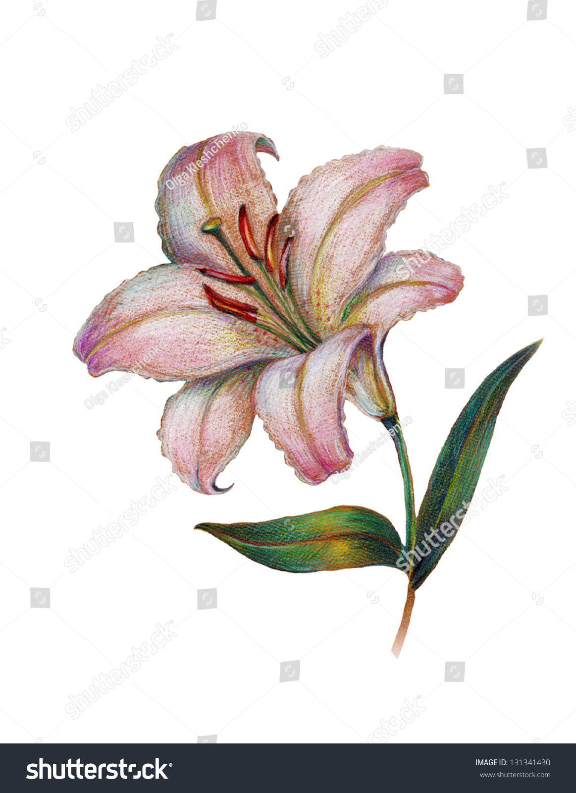 Illustration Lily - 131341430 : Shutterstock