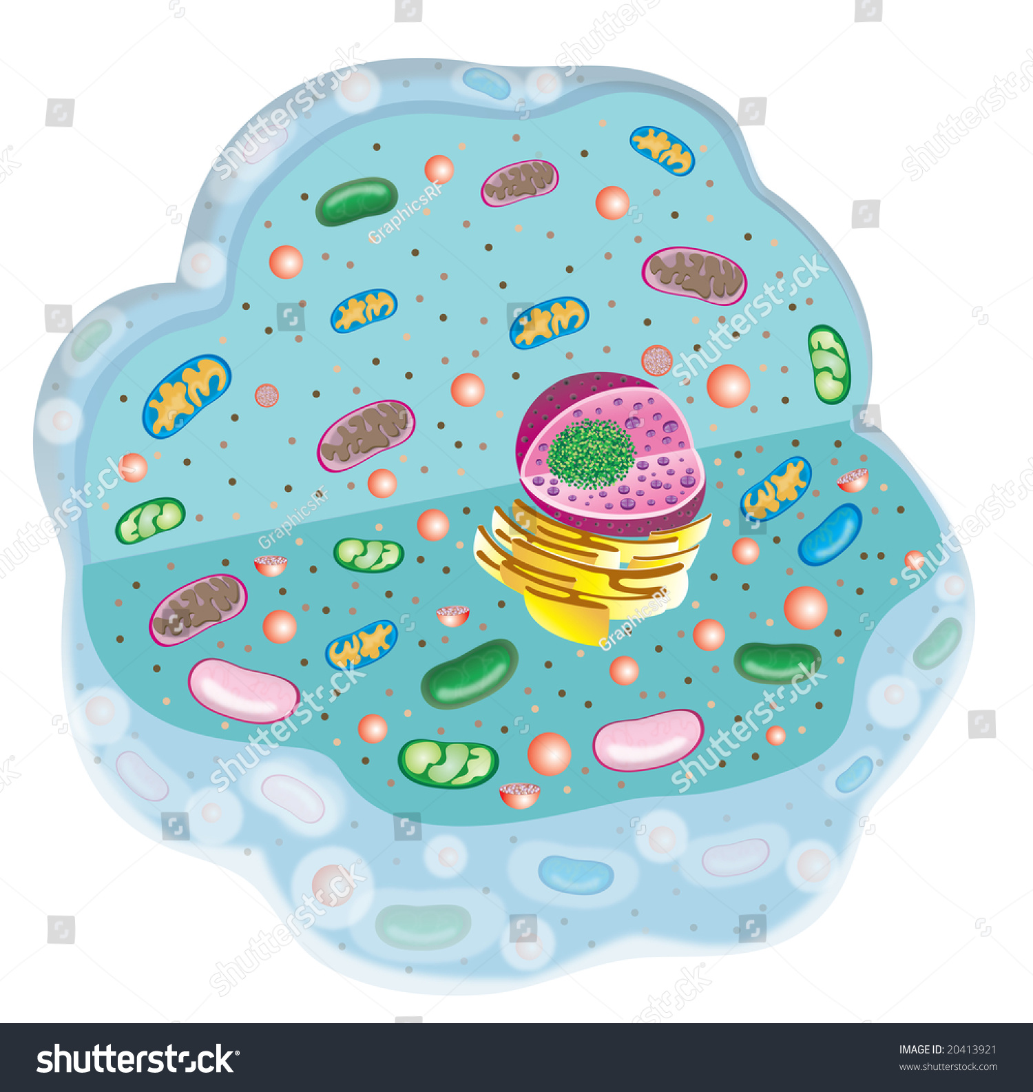 Illustration Of An Animal Cell On A White Background - 20413921 ...