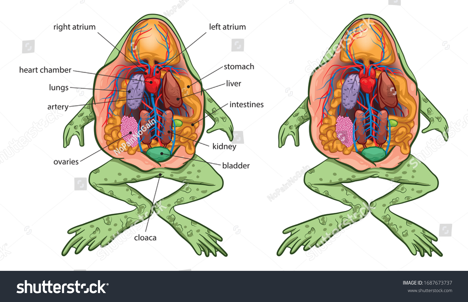 カエルの基本解剖図 のイラスト素材