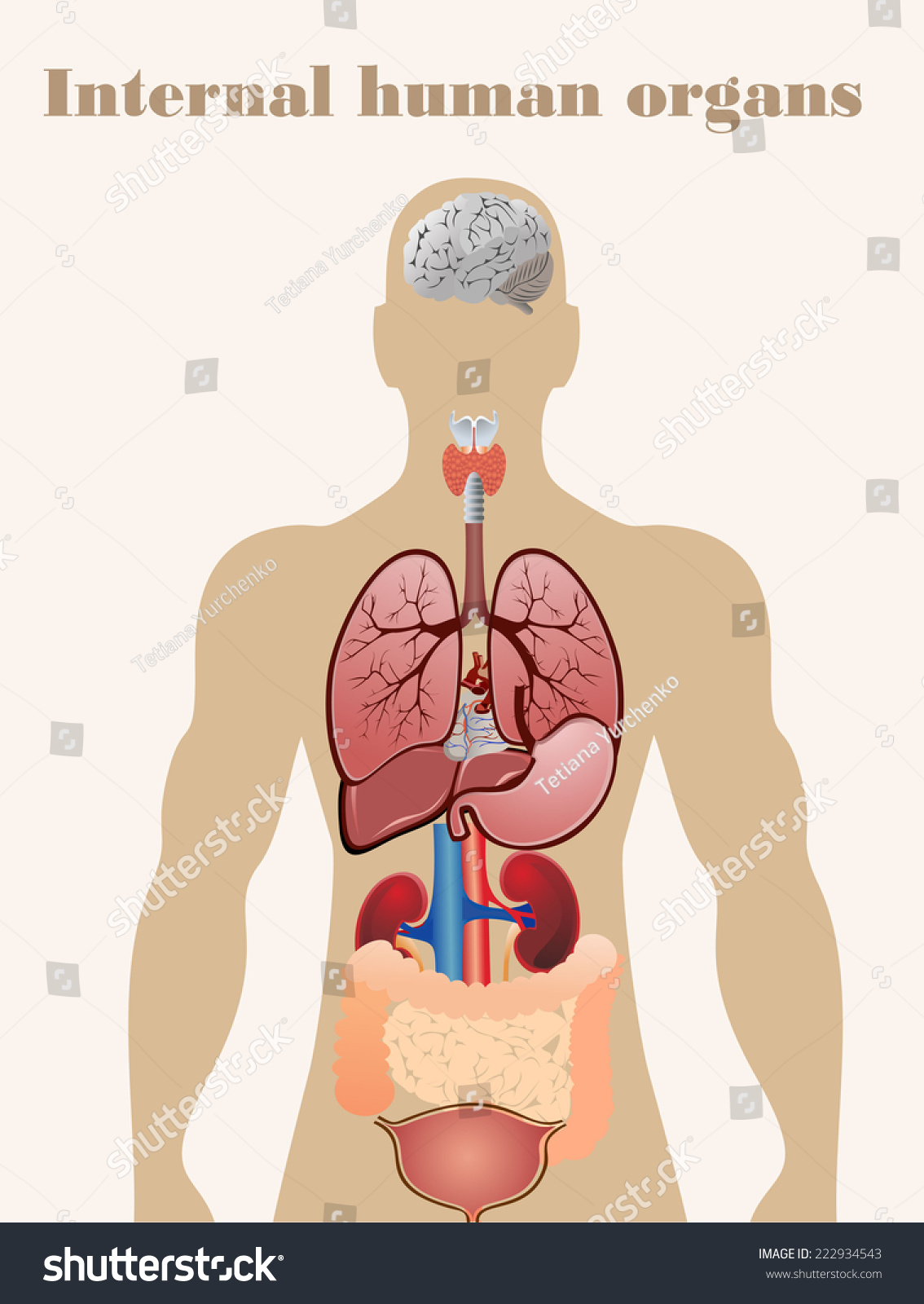 Illustration Of Diagram Of Human Anatomy - 222934543 : Shutterstock