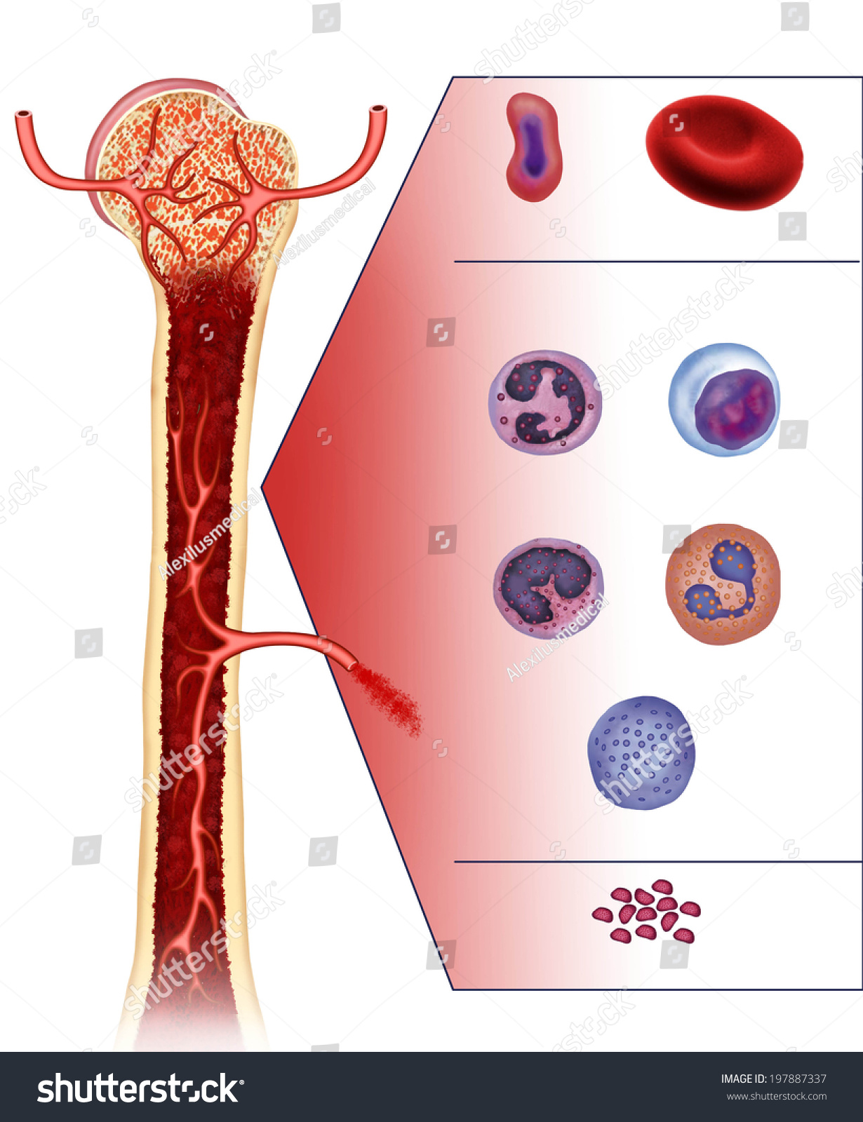 Illustration Dissection Femur Bone Bone Marrow Stock Illustration ...