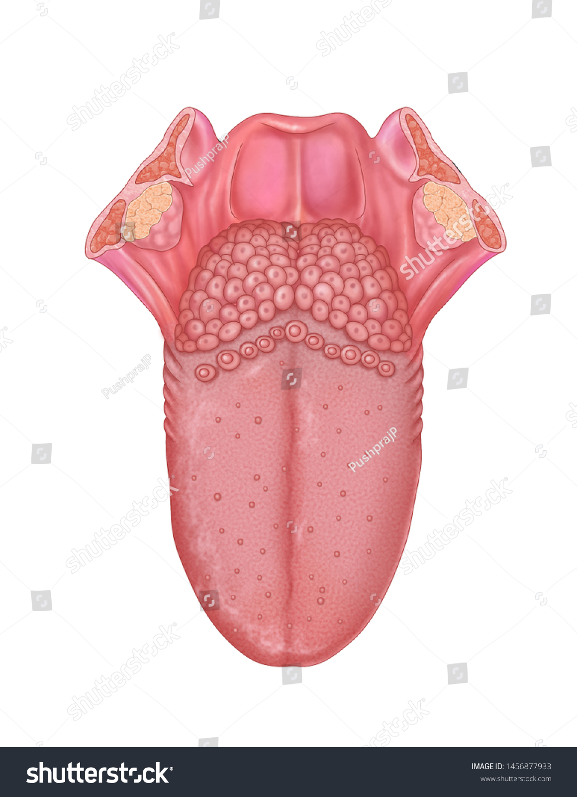 Illustration Dorsal Surface Tongue Taste Buds Stock Illustration 1456877933 Actually, taste buds are everywhere, from the roof of your mouth to your throat, nose and sinuses. https www shutterstock com image illustration illustration dorsal surface tongue taste buds 1456877933