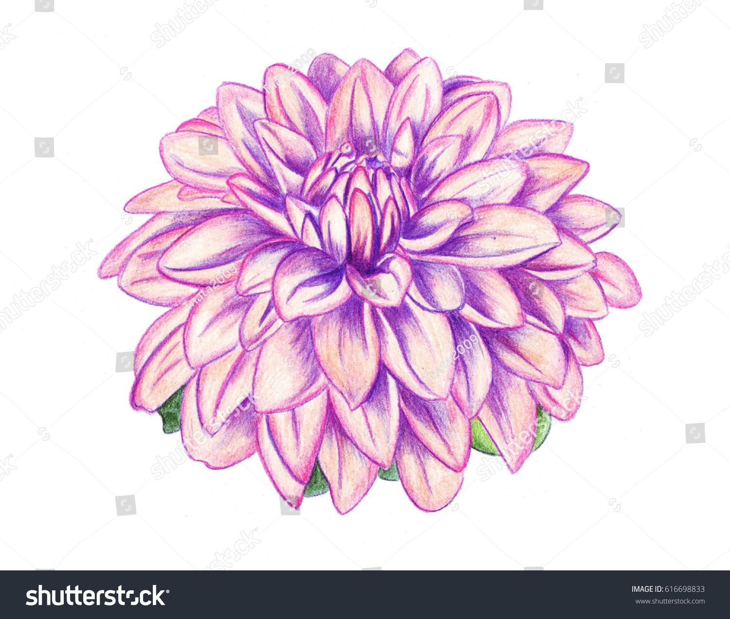 Illustration Drawing Colored Pencils Realistic Dahlia Stock