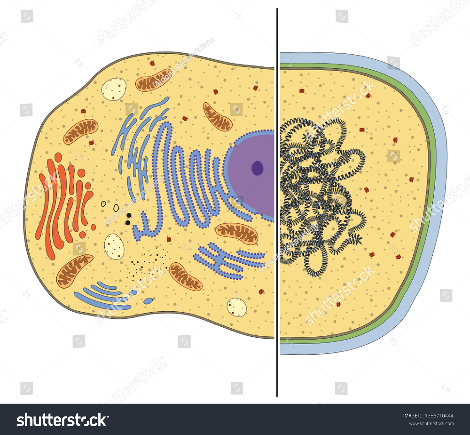真核細胞と原核細胞のイラスト 違い のイラスト素材 1386710444