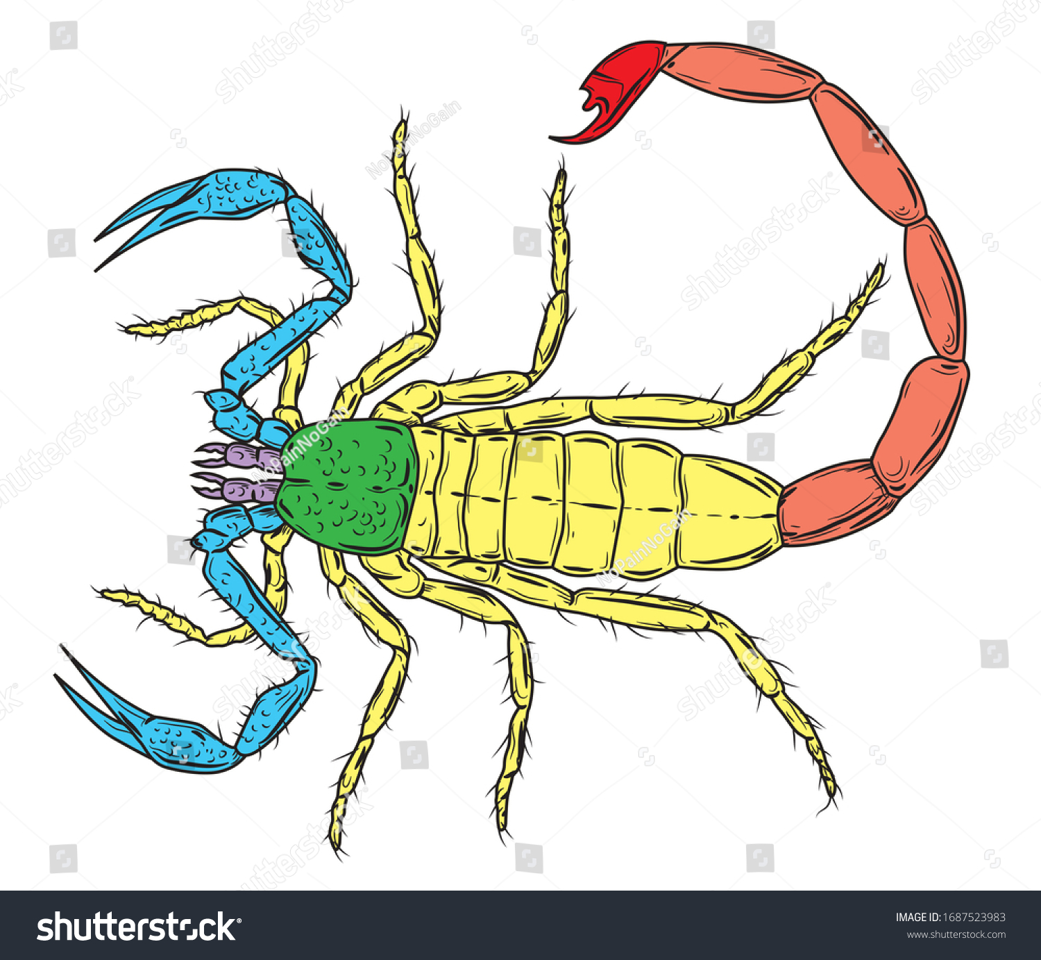 Illustration External Anatomy Scorpion Stock Illustration 1687523983