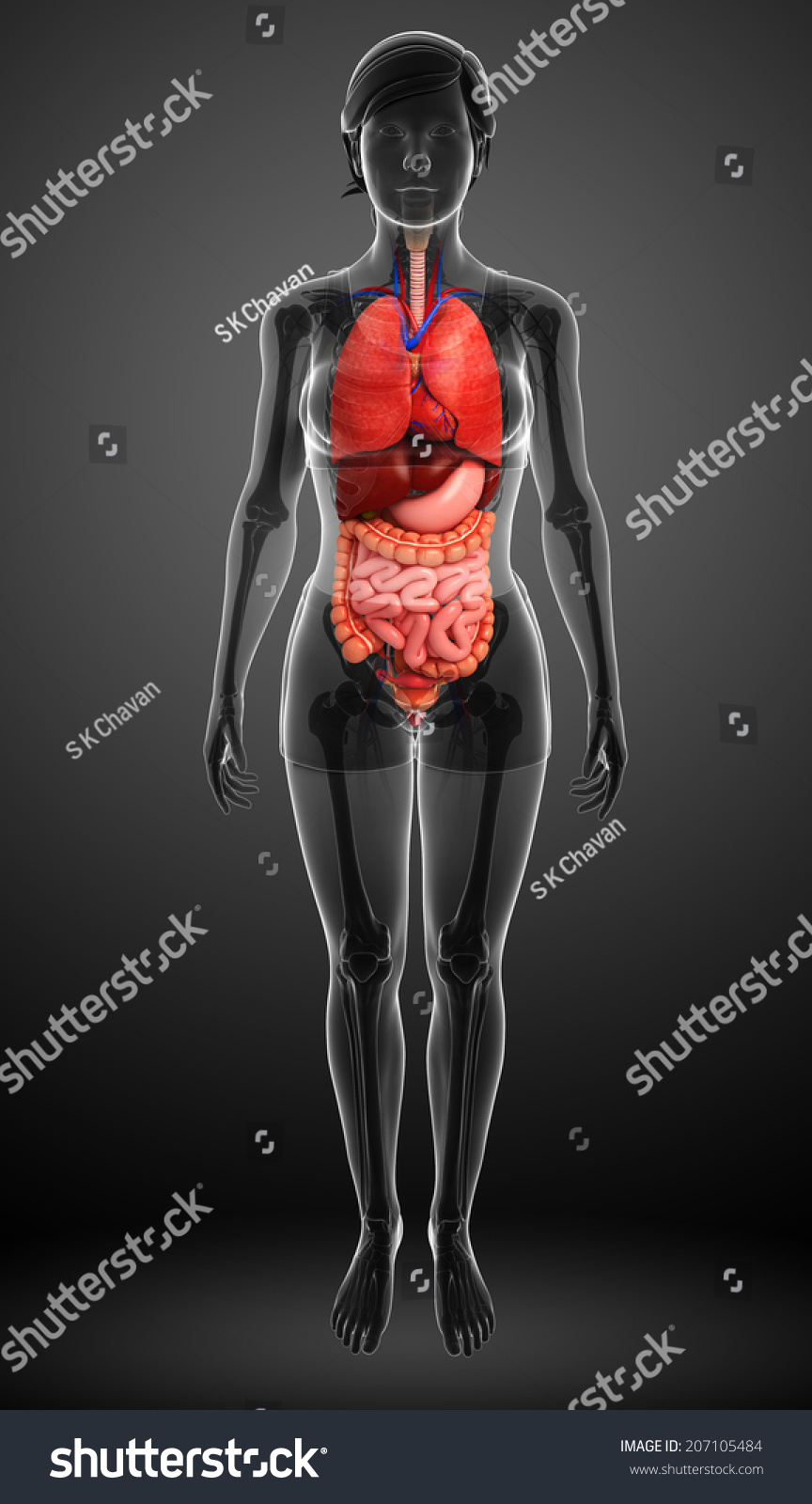 Illustration Of Female Digestive System - 207105484 : Shutterstock