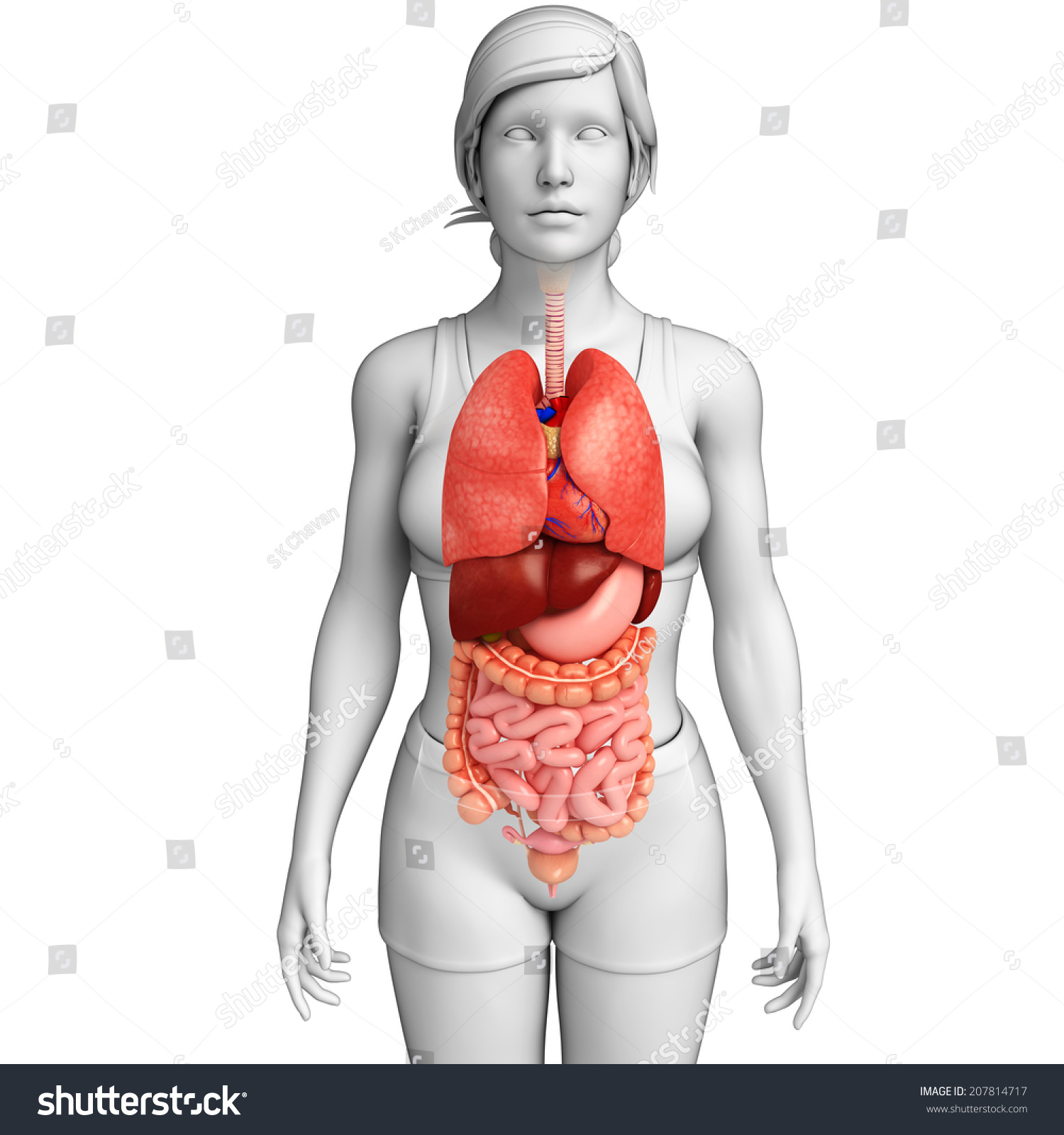 Illustration Female Digestive System Stock Illustration 207814717 Shutterstock 5219