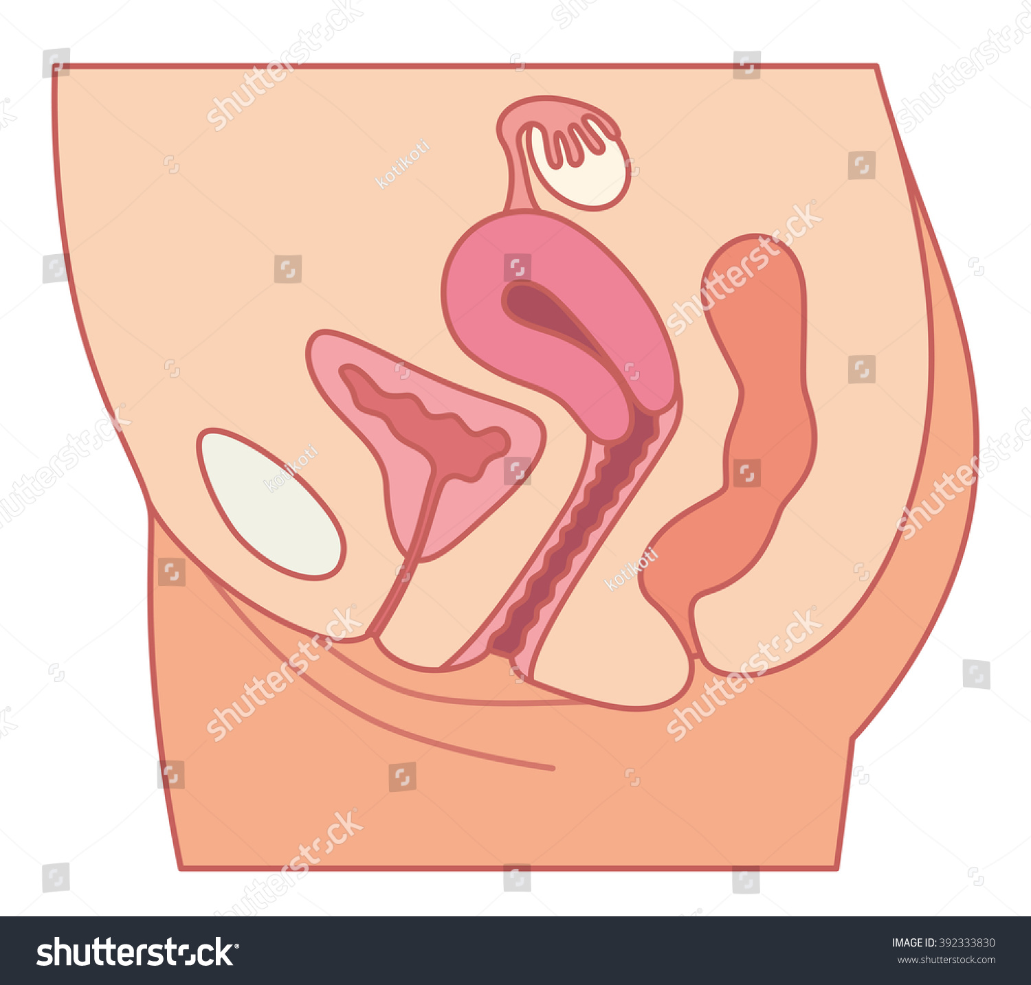 下腹部の女性の断面図と輪郭図 のイラスト素材