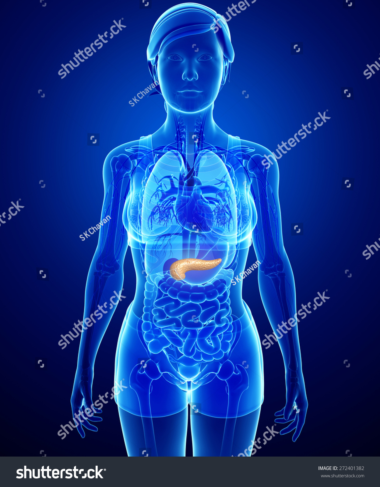 Illustration Of Female Pancreas Anatomy 272401382 Shutterstock
